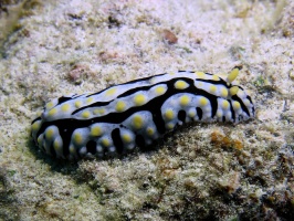 42  Scrambled Egg Nudibranch IMG 2767